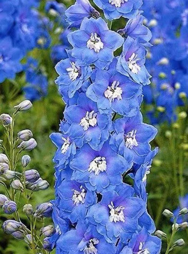 大飞燕草北极光盆栽花苗花卉四季开花经典老品种好养易活11cm盆