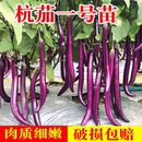 杭茄一号紫线茄子苗种子菜秧苗白茄黑长紫长茄圆茄蔬菜苗带土种子