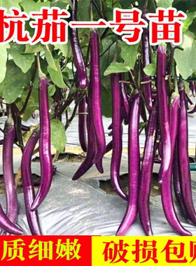 杭茄一号紫线茄子苗种子蔬菜秧苗