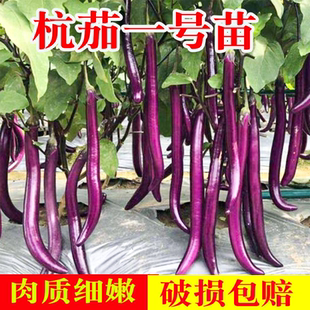 杭茄一号线茄子苗种子蔬菜秧苗白茄黑长紫长茄圆茄花茄子带土苗籽