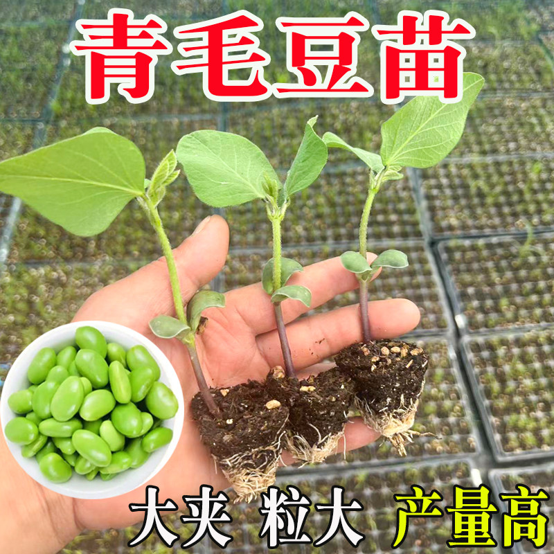 毛豆节苗高产抗病春季早熟青豆刀豆黄豆四季豆缸豆秧苗阳台盆栽种