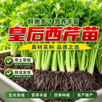 寿光皇后西芹苗秧老品种水果芹菜