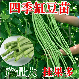 特长豆角缸豆苗压塌架豆角苗种子青条有无架四季高产蔬菜秧苗带土
