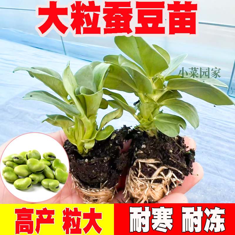 蚕豆种子种籽大荚春秋播