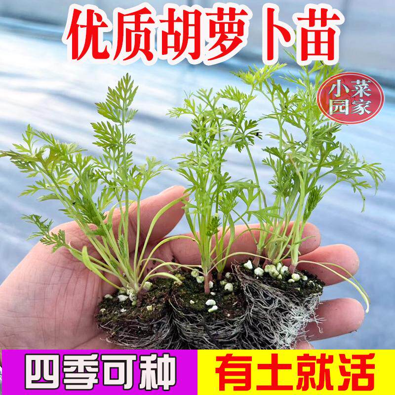萝卜苗种子耐寒高产四季大全图片