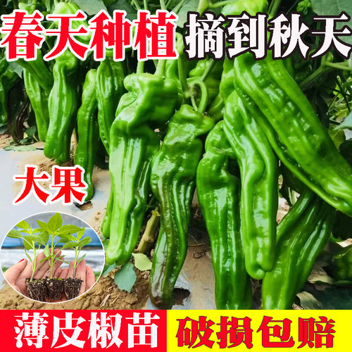 夏季夏季薄皮辣椒苗秧苗带土薄皮