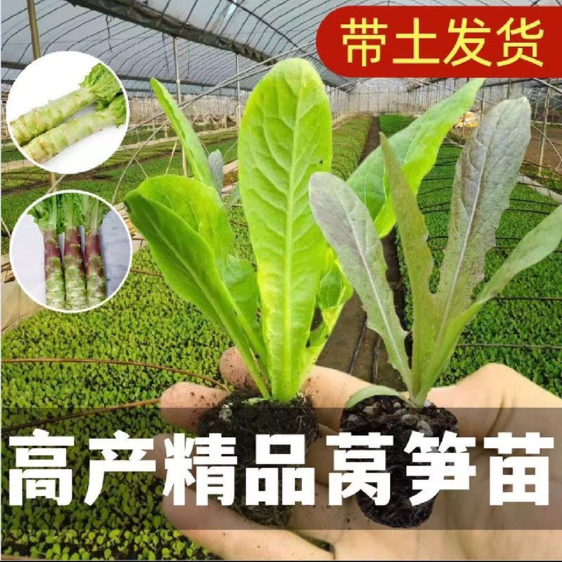 红莴苣苗青皮莴苣苗红皮莴笋绿心耐寒蔬菜苗四季秋冬花菜西蓝花苗