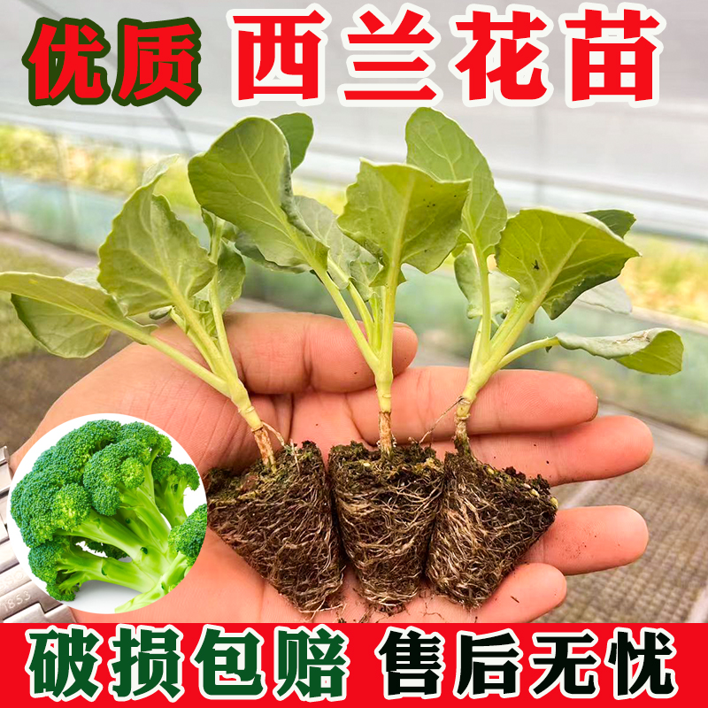 西蓝花苗秧盆栽绿植菜苗