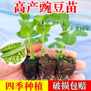 豌豆苗荷兰豆秧苗青蚕豆豌豆尖水果蚕豆盆栽老品种四季豆蔬菜种子