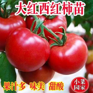 大粉番茄苗普罗旺斯西红柿种籽沙瓤四季蔬菜圣女果秧苗高产种子籽