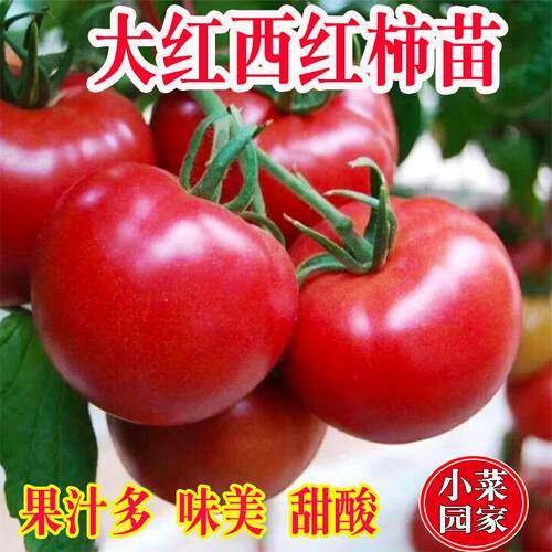 大粉番茄苗种子四季种