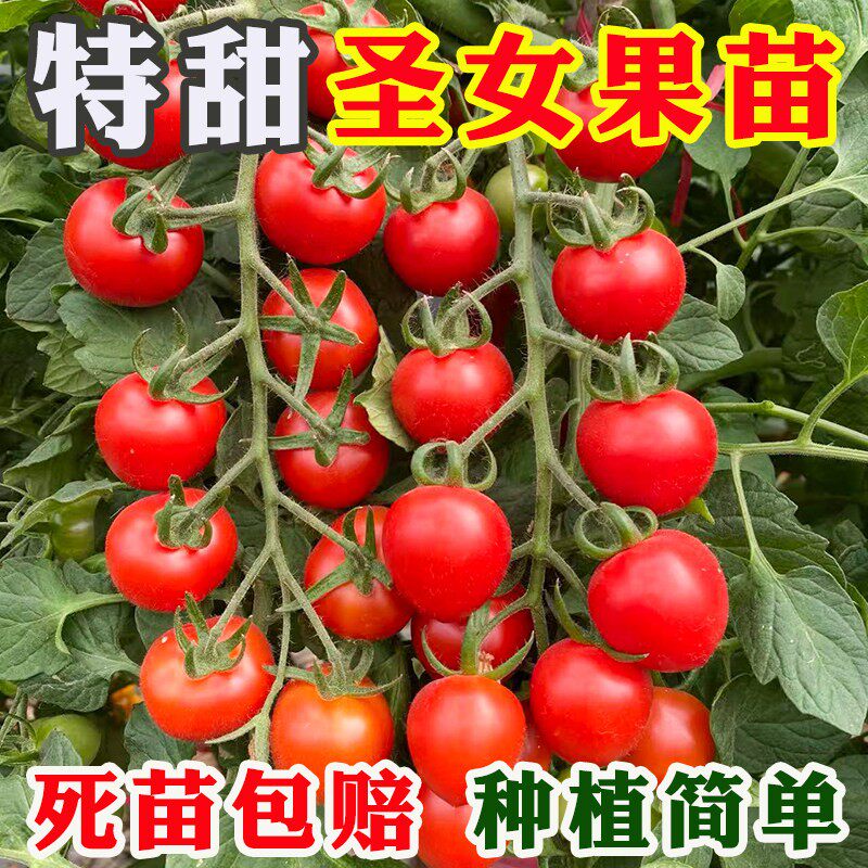 千禧圣女果苗四季西红柿小番茄苗超甜粉小红黑黄圣女盆栽秧苗种子