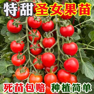 千禧圣女果苗四季西红柿小番茄苗超甜粉小红黑黄圣女盆栽秧苗种子
