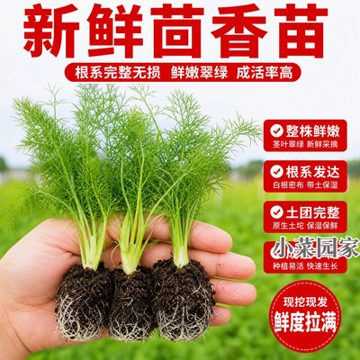 新鲜茴香苗秧割茬茴香割完又长