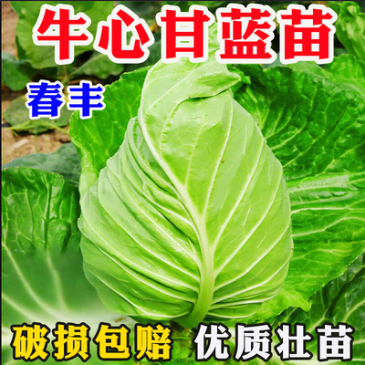 可越冬耐寒高产绿牛心甘蓝紫甘蓝