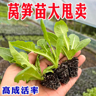 秋冬莴笋苗青皮绿肉香莴笋挂丝红莴苣苗种籽耐寒老品种带土苗子