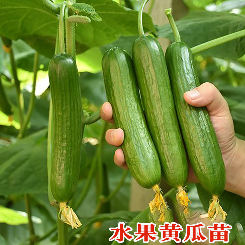 夏季水果黄瓜苗瓜苗蔬菜苗