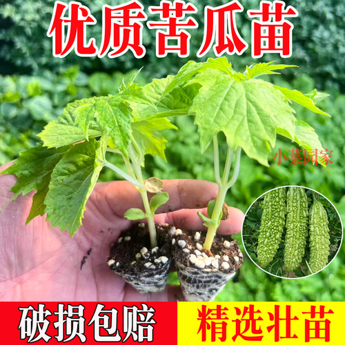 夏季苦瓜苗长绿苦瓜苗幼苗