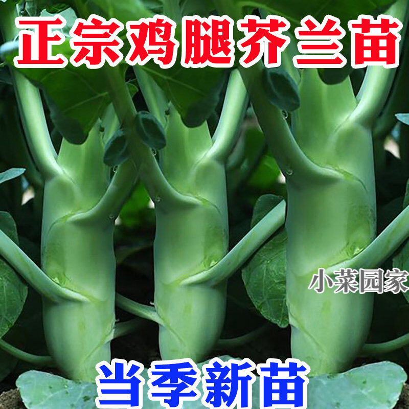 广东鸡腿芥兰苗秧苗割了又长菜种子四季蔬菜种籽甜脆芥蓝菜阳台苗
