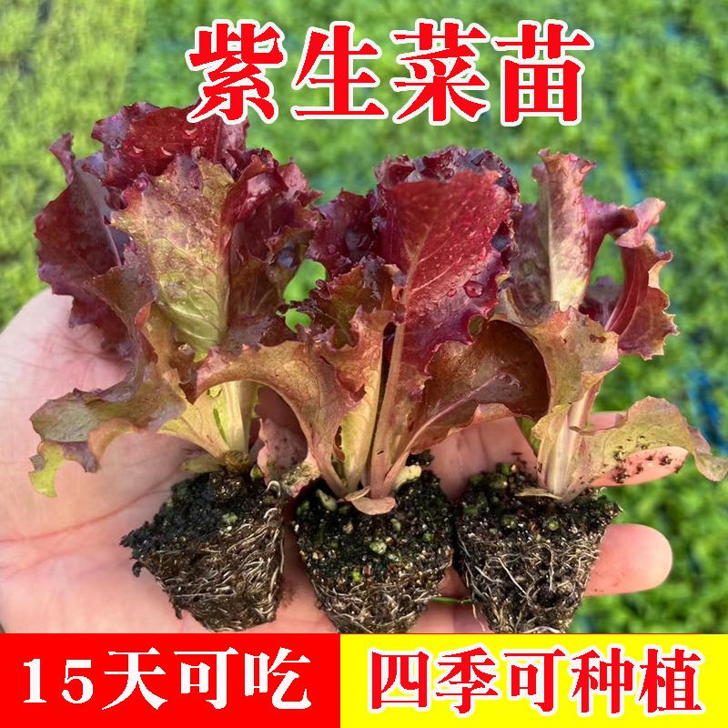 生菜苗带土根红皱油麦菜