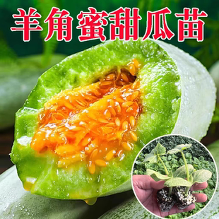 春夏甜瓜苗羊角蜜苗白少香甜绿宝甜瓜博洋九号甜脆高产秧苗八里香