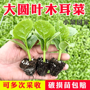 四季大叶木耳菜圆叶木耳菜猫耳菜苗爬藤高产带根土秧苗蔬菜苗广东
