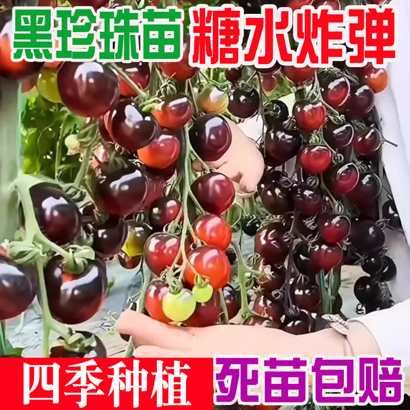 黑珍珠番茄糖水炸弹小番茄苗圣女果苗秧苗四季黄白红西红柿种子苗