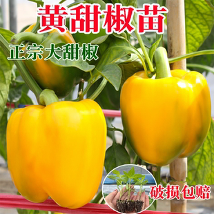 黄甜椒苗辣椒秧苗薄皮灯笼辣椒彩椒菜椒不辣盆栽种子阳台四季种植