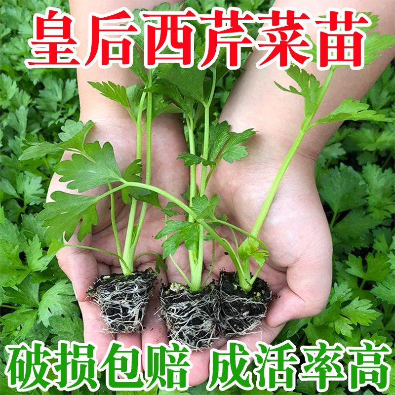 夏季皇后西芹菜苗四季香芹菜苗图片
