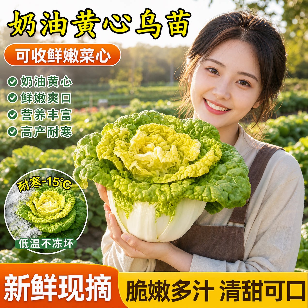 耐寒乌塌菜苗秧奶油黄心乌塌菜苗带土黑心乌塌菜苗秋冬蔬菜苗盆栽