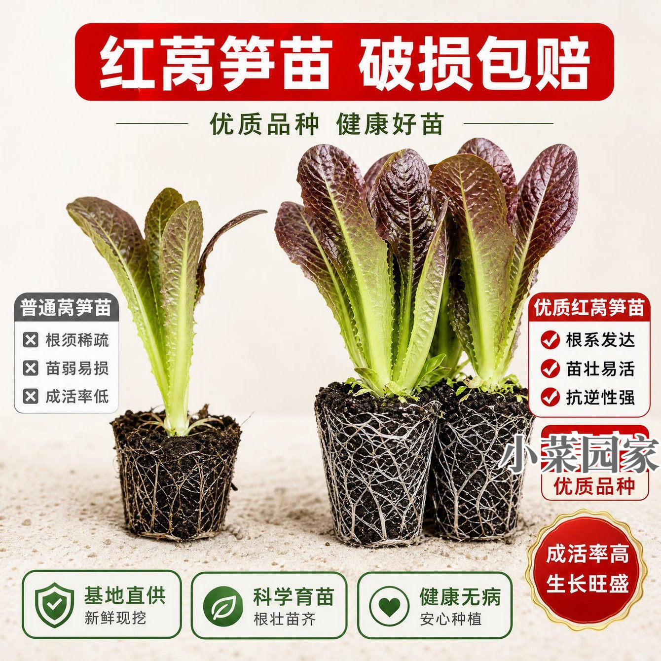 秋冬耐寒红香竹莴笋秧苗挂丝莴苣青皮莴笋带土老品种庭院盆栽种子
