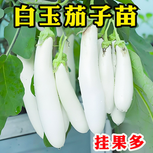 白长茄子苗白玉茄子苗杭茄紫长黑圆茄紫长茄种苗四季盆栽带土秧苗
