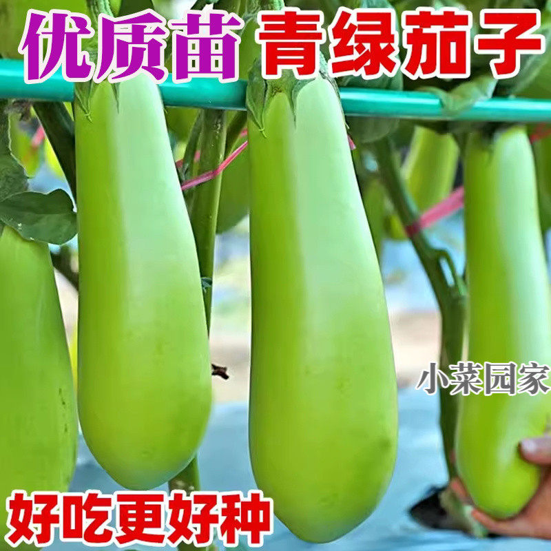青茄子苗四季茄子苗紫长茄秧苗阳台盆栽杭茄白茄线茄种籽嫁接带土