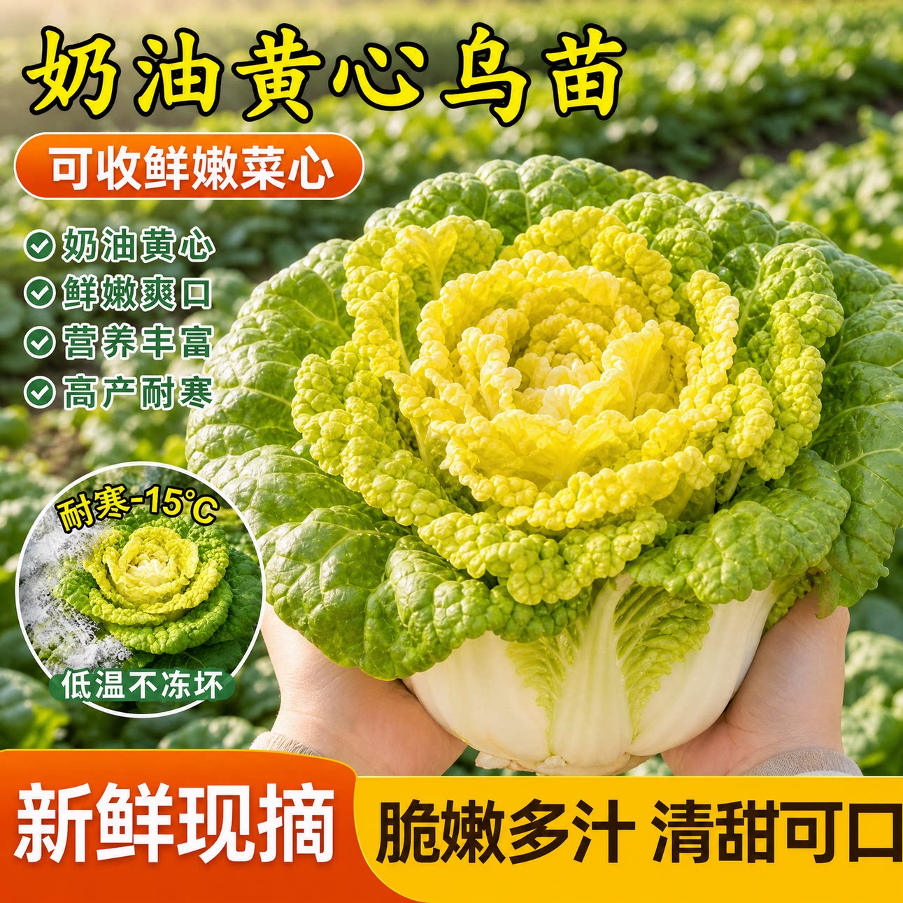 耐寒乌塌菜苗秧奶油黄心乌塌菜苗带土黑心乌塌菜苗秋冬蔬菜苗盆栽