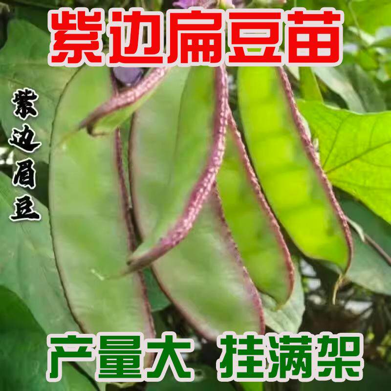 宽扁紫边眉豆苗种子爬藤全红青扁豆苗四季豆农家高产豆角秧苗种子