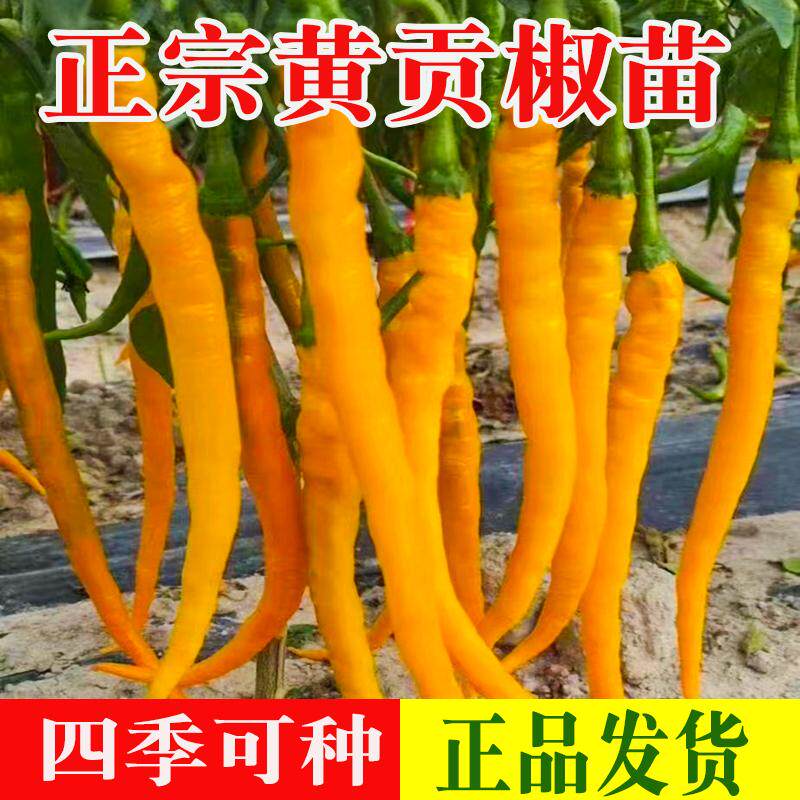 香黄贡椒苗黄皮线椒香辣黄色椒黄甜椒辣椒皱皮椒苗樟树小米指天椒