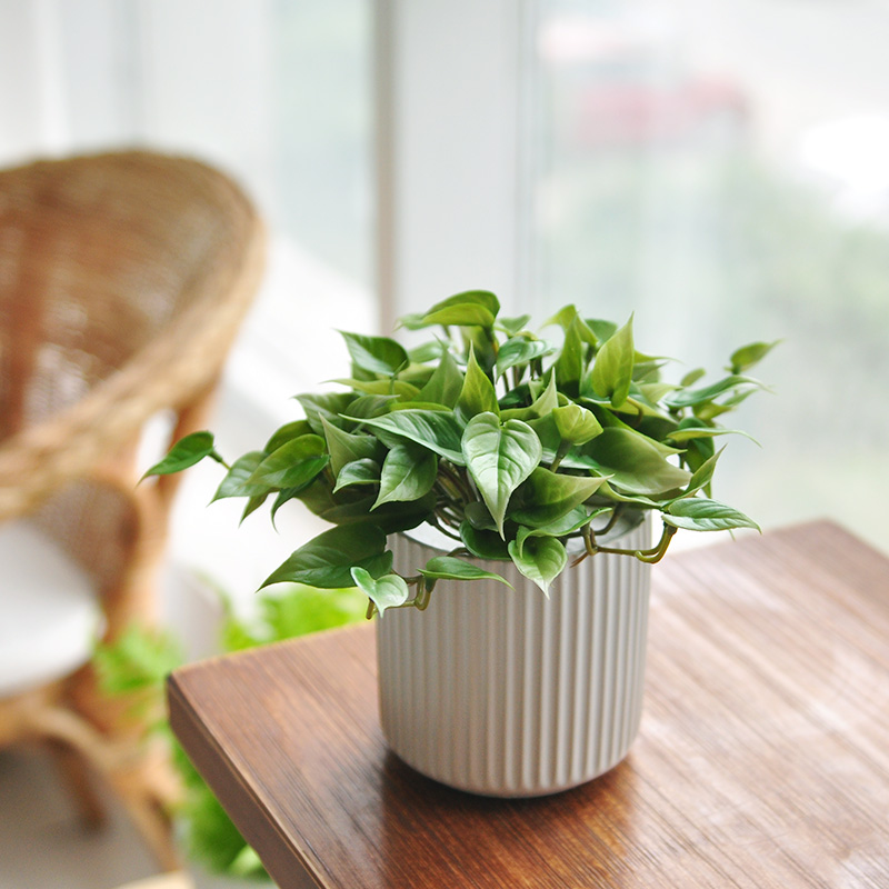 九思软胶小盆景家居办公仿真绿植