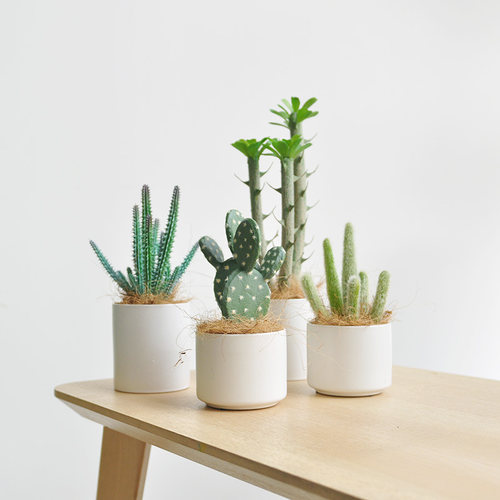 九思仿真植物仙人掌盆栽北欧极简