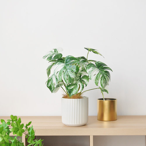 仿真绿植桌盆栽北欧风白锦龟背竹