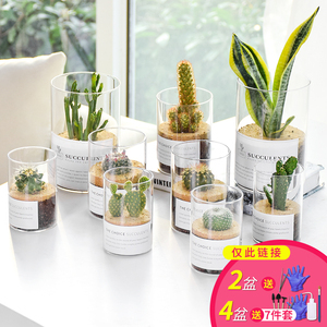 仙人掌多肉植物肉肉组合小盆栽创意类开花绿植室内防辐射仙人球
