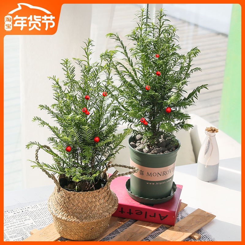 红豆杉盆景植物室内客厅盆栽办公室盆栽绿植曼地亚吸除甲醛植物在类目 鲜花速递/花卉仿真/绿植园艺, 花卉/绿植盆栽（新）, 绿植中 - 来自Buy2taobao.com提供专业的淘宝代购服务