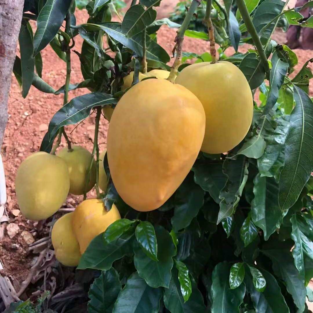 【顺丰包邮】芒果之王缅甸圣德龙精品大果礼盒无丝纯甜