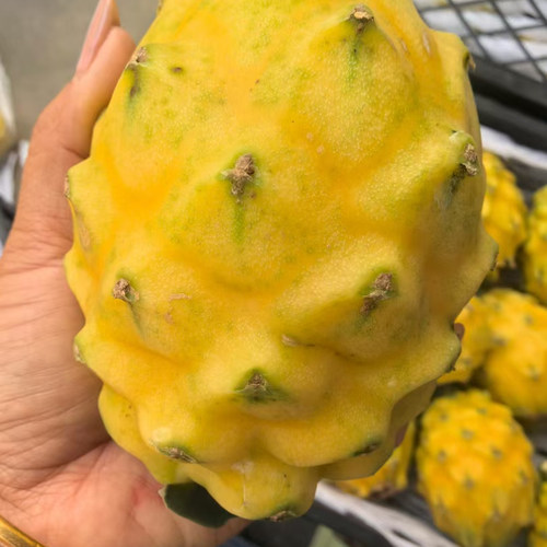 云南特产新鲜燕窝果麒麟果黄色皮火龙果热带新鲜高级水果
