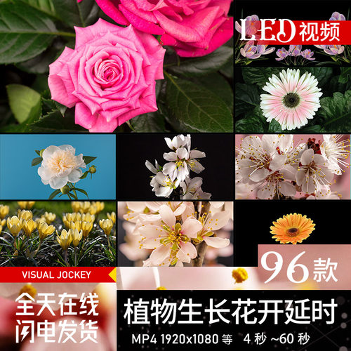 春夏植物花朵草丛生长盛开花延时LED视频背景VJ素材