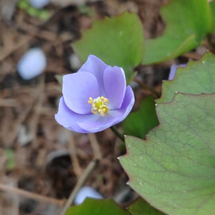 鲜黄连种子东北中草药时令草本花卉紫色早春开花阳台庭院装饰植物