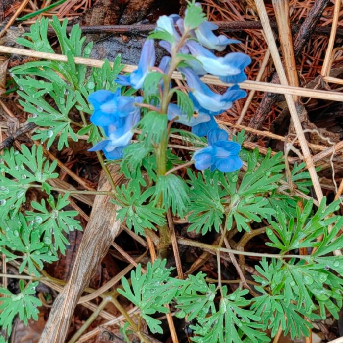 延胡索时令草本花卉苗中草药元胡野花丛生春开花庭院阳台装饰植物