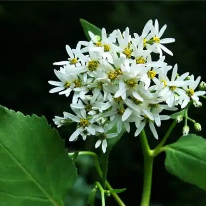 东北中草药东风菜种子种苗盆栽时令草本花卉室内外观赏花卉绿植
