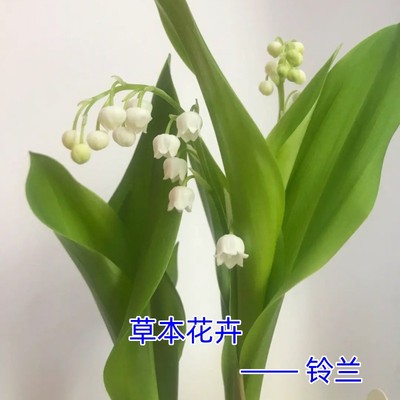 东北白铃兰铃铛花种苗多年生 草本中草药植物盆栽室内外种植美观