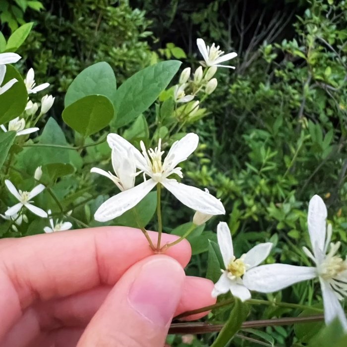 东北铁线莲种子威灵仙根苗中草药时令草本花卉户外庭院观赏植物