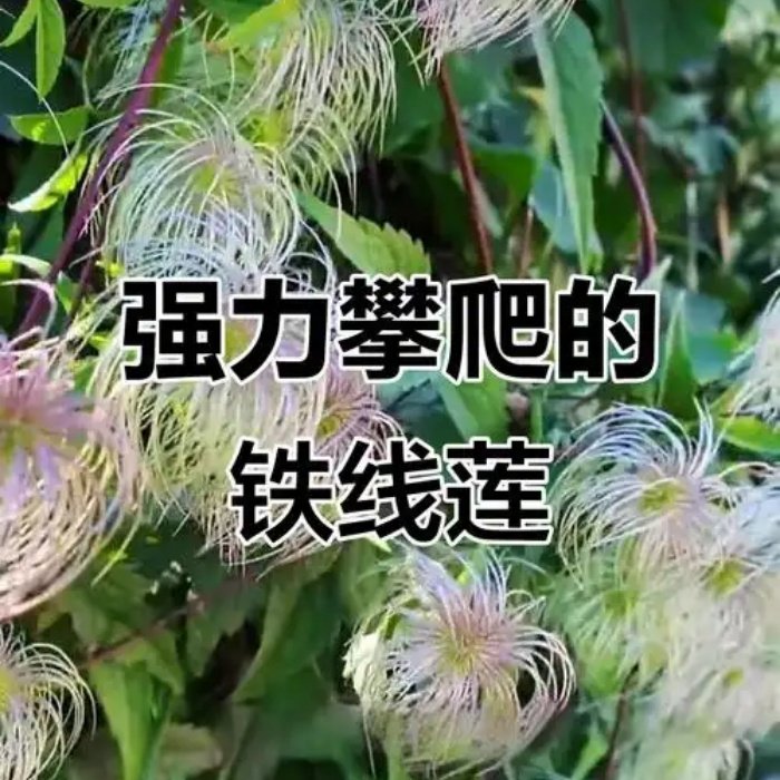 东北齿叶铁线莲攀爬植物中草药白色毛绒花朵庭院阳台观赏花卉盆栽